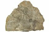 Two Fossil Crinoids (Dichocrinus & Cercidocrinus) - Gilmore City, Iowa #232259-1